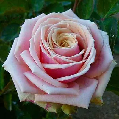 Саженцы роз ЭДЕН РОМАНТИКА флорибунда  Саженцы роз ЭДЕН РОМАНТИКА флорибунда в Москве