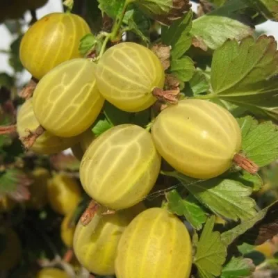 Крыжовник ЯРОВОЙ — описание сорта Крыжовник ЯРОВОЙ в Москве