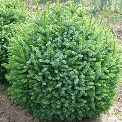 Ель НАНА сербская  Ель НАНА сербская в Москве