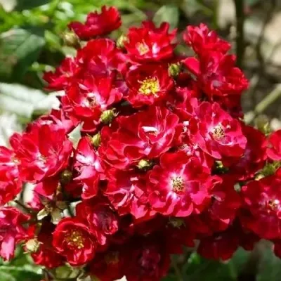 Саженцы роз АЛЬБЕРИХ полиантовая — описание сорта Саженцы роз АЛЬБЕРИХ полиантовая в Москве