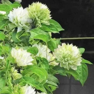 Клематис КОХАНА — описание сорта Клематис КОХАНА в Москве