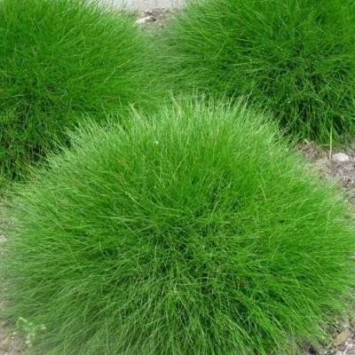 Овсяница ГОТЬЕ — описание сорта Овсяница ГОТЬЕ в Москве