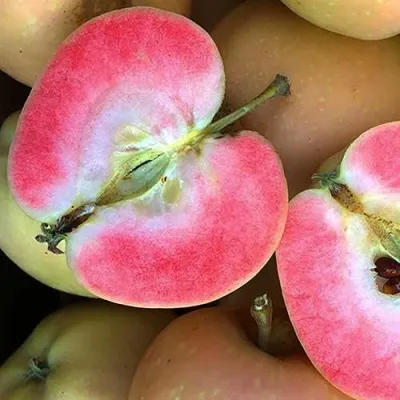 Яблоня ПИНК ПЕРЛ — описание сорта Яблоня ПИНК ПЕРЛ в Москве