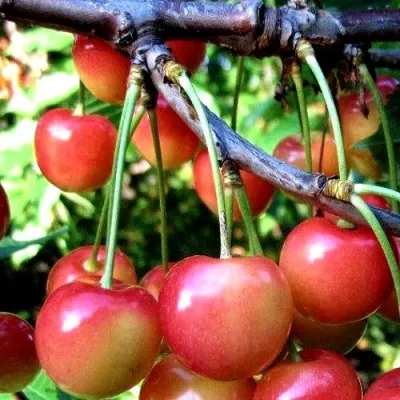 Черешня ГАСТИНЕЦ в Москве