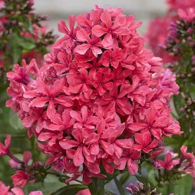 саженцы флокса саженцы флокса