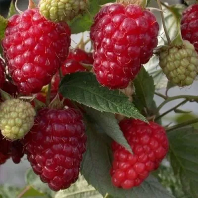 Малина ЭЛЕГАНТНАЯ — описание сорта Малина ЭЛЕГАНТНАЯ в Москве