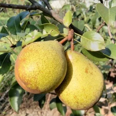 Груша ГЕНЕРАЛ ЛЕКЛЕРК — описание сорта Груша ГЕНЕРАЛ ЛЕКЛЕРК в Москве