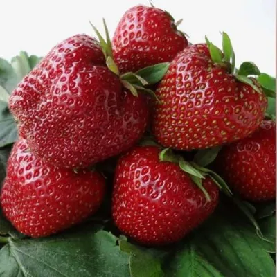 Клубника НАБИЛА — описание сорта Клубника НАБИЛА в Москве