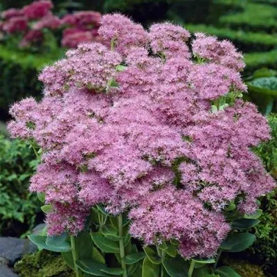 Очиток (седум) БРИЛЛИАНТ — описание сорта Очиток (седум) БРИЛЛИАНТ в Москве