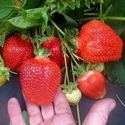 Клубника АЗИЯ — описание сорта Клубника АЗИЯ в Москве