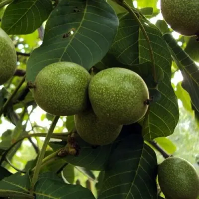 Грецкий орех ПИНСКИЙ в Москве