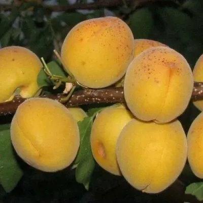 Абрикос ДЕСЕРТНЫЙ ГОЛУБЕВА в Москве