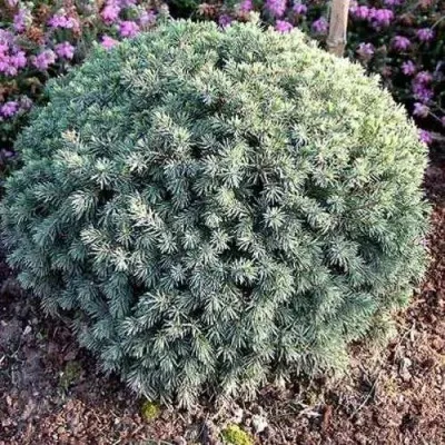Ель ЭХИНИФОРМИС сизая — описание сорта Ель ЭХИНИФОРМИС сизая в Москве