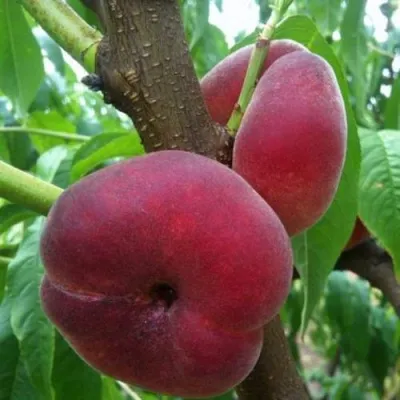 Персик АЛЕКС ИНЖИРНЫЙ — описание сорта Персик АЛЕКС ИНЖИРНЫЙ в Москве