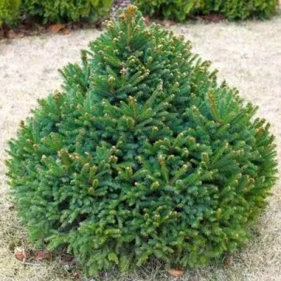 Ель БАРРИ обыкновенная — описание сорта Ель БАРРИ обыкновенная в Москве