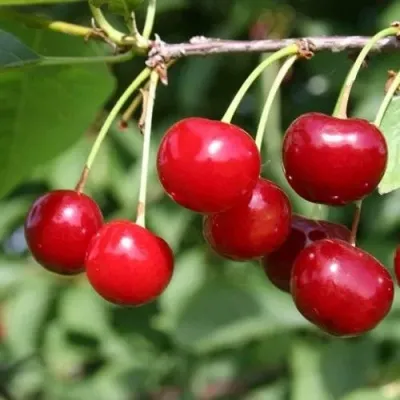 Вишня РИВАЛ — описание сорта Вишня РИВАЛ в Москве