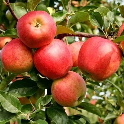 Яблоня ГАЛА МАСТ  Яблоня ГАЛА МАСТ в Москве