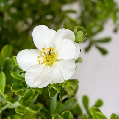 Лапчатка СНОУБЕРД кустарниковая — описание сорта Лапчатка СНОУБЕРД кустарниковая в Москве