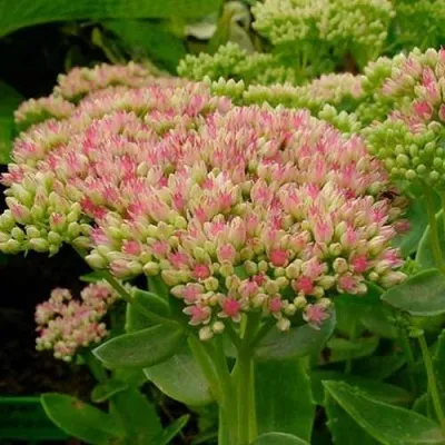 Очиток (седум) БРИЛЛИАНТ — описание сорта Очиток (седум) БРИЛЛИАНТ в Москве