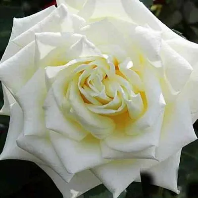 Саженцы роз МАЧО чайно-гибридная  Саженцы роз МАЧО чайно-гибридная в Москве