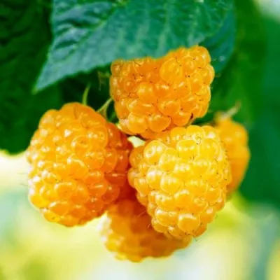 Малина МЕДОВАЯ — описание сорта Малина МЕДОВАЯ в Москве