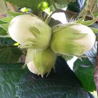 Фундук ЮННАТ  Фундук ЮННАТ в Москве