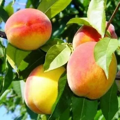 Персик ПАМЯТЬ ЛОЙКО — описание сорта Персик ПАМЯТЬ ЛОЙКО в Москве