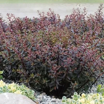 Очиток (седум) САНСПАРКЛЕР ДЖЕЙД ТАФФЕТ — описание сорта Очиток (седум) САНСПАРКЛЕР ДЖЕЙД ТАФФЕТ в Москве