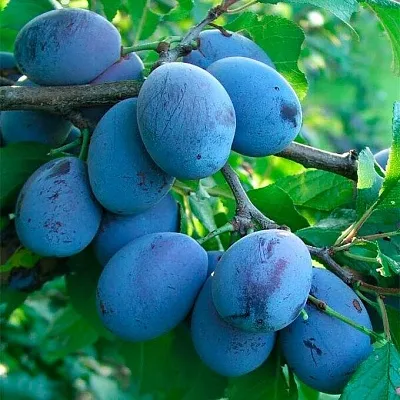 Синяя   Синяя  в Москве