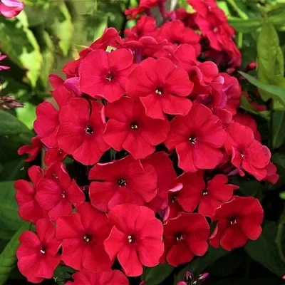 саженцы флокса саженцы флокса