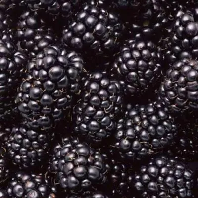 Ежевика ОРКАН бесшипная в Москве