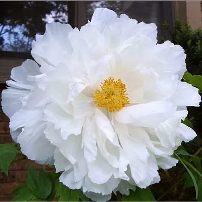 Пион БЕЛЫЙ НЕФРИТ древовидный  Пион БЕЛЫЙ НЕФРИТ древовидный в Москве