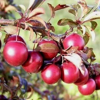 Слива ПИССАРДИ декоративная  — описание сорта Слива ПИССАРДИ декоративная  в Москве