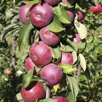 Яблоня ЕСЕНИЯ колонновидная  Яблоня ЕСЕНИЯ колонновидная в Москве