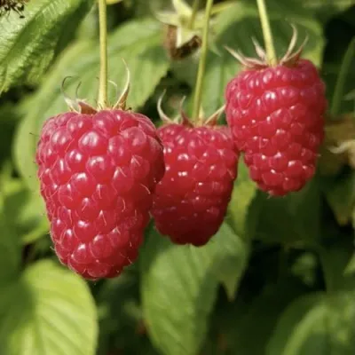 Малина МАПЕМА  — описание сорта Малина МАПЕМА  в Москве