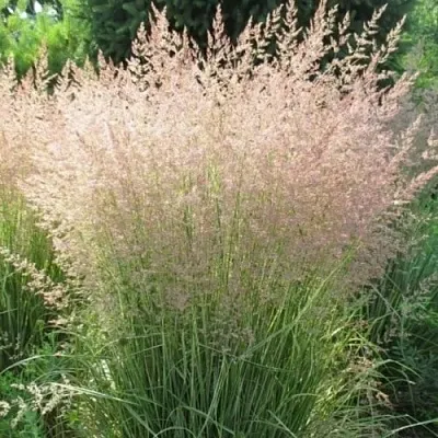 Вейник ОВЕРДАМ остроцветковый  Вейник ОВЕРДАМ остроцветковый в Москве