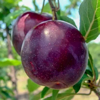 Слива АНЖЕЛИНО  Слива АНЖЕЛИНО в Москве