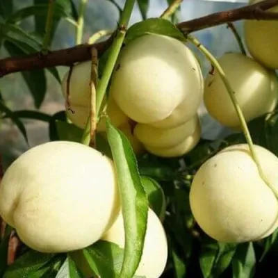 Персик АЙС ПИЧ в Москве