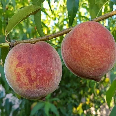 Персик КОНДОР  Персик КОНДОР в Москве