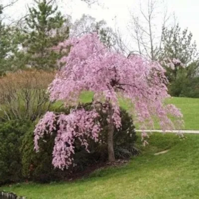 Сакура КИКУ ШИДАРЕ — описание сорта Сакура КИКУ ШИДАРЕ в Москве