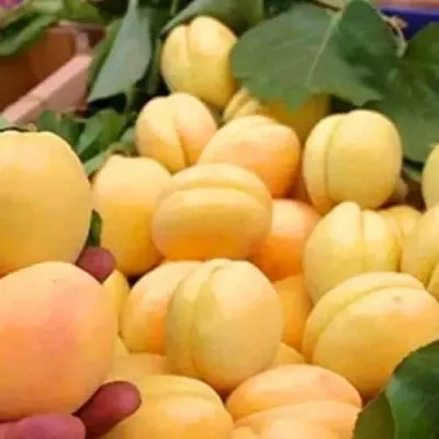 Абрикос АНАНАСНЫЙ в Москве