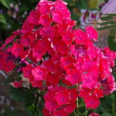 саженцы флокса саженцы флокса