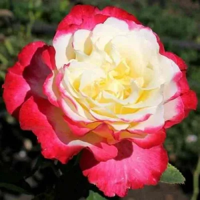 Саженцы роз ДАБЛ ДЕЛАЙТ чайно-гибридная в Москве