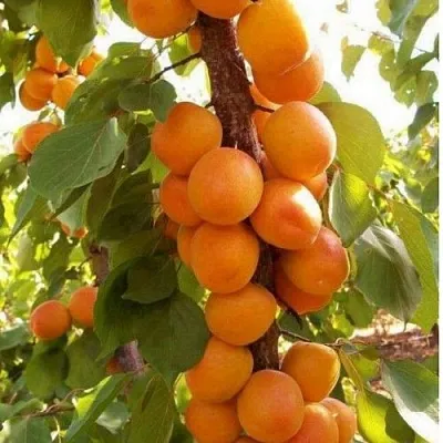 Абрикос ПРИНЦ МАРТ колонновидный  Абрикос ПРИНЦ МАРТ колонновидный в Москве