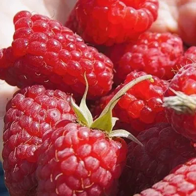 Малина ГОРДОСТЬ РОССИИ в Москве