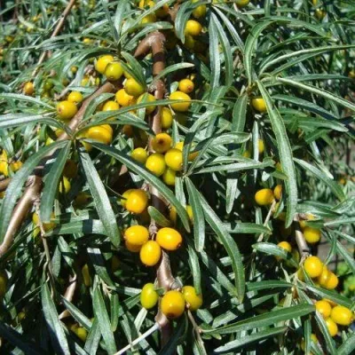 Облепиха ЖЕЛТОПЛОДНАЯ — описание сорта Облепиха ЖЕЛТОПЛОДНАЯ в Москве