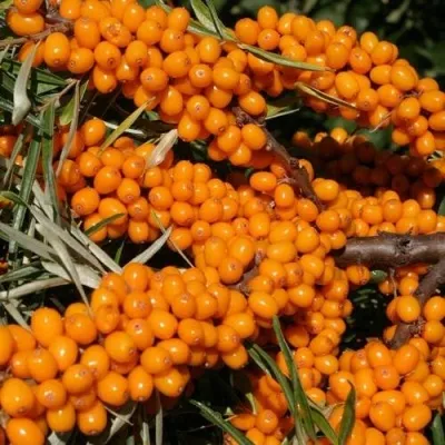 Облепиха АЛТАЙСКАЯ — описание сорта Облепиха АЛТАЙСКАЯ в Москве