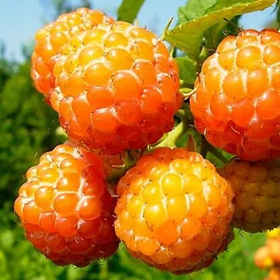 Жёлтая  Жёлтая в Москве