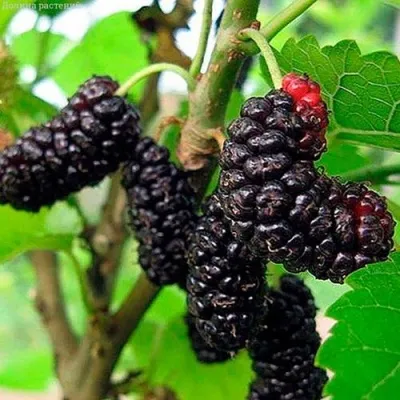 Шелковица ИЛЛИНОЙС ЭВЕРБЕАРИНГ — описание сорта Шелковица ИЛЛИНОЙС ЭВЕРБЕАРИНГ в Москве