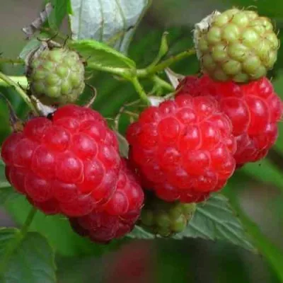 Малина СОЛНЫШКО в Москве